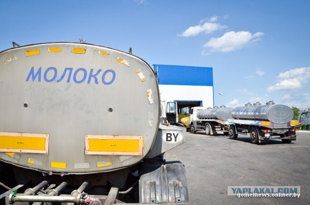 Как делают Рогачевскую сгущенку