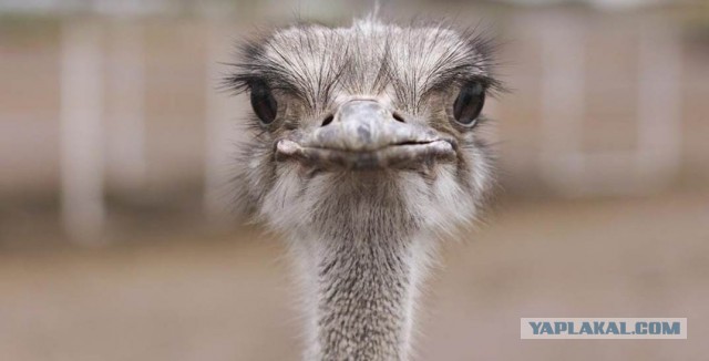 В Коми с фермы сбежал страус Вася. Его уже два дня ищут в местных лесах