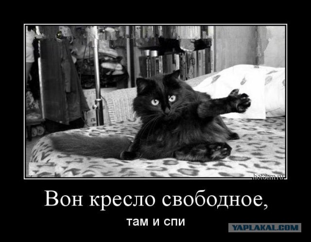 А как спят ваши питомцы?