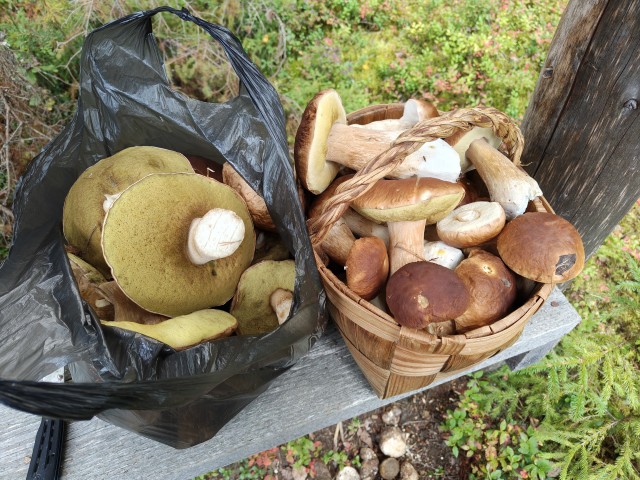 Рыжики( грибы).