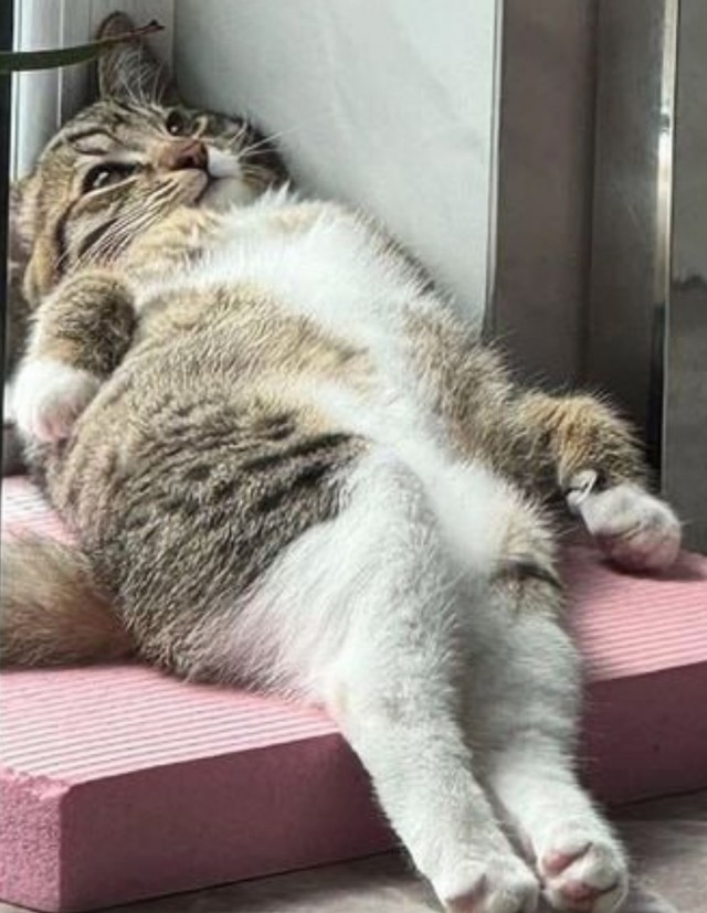 Кажется, что он нашёл внутренний покой и мысленно улетел в Нирвану