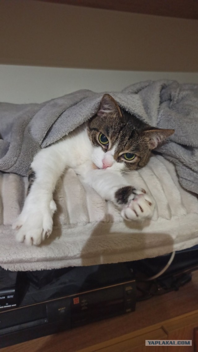 Котофторник жеж