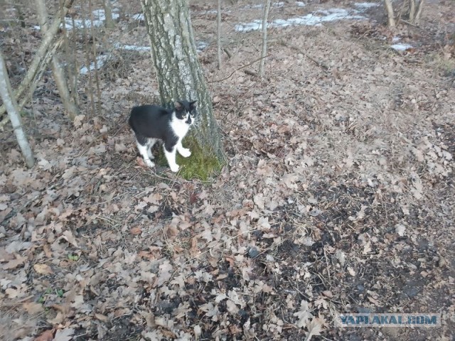 Жизнь домашнего приюта для котеек 574