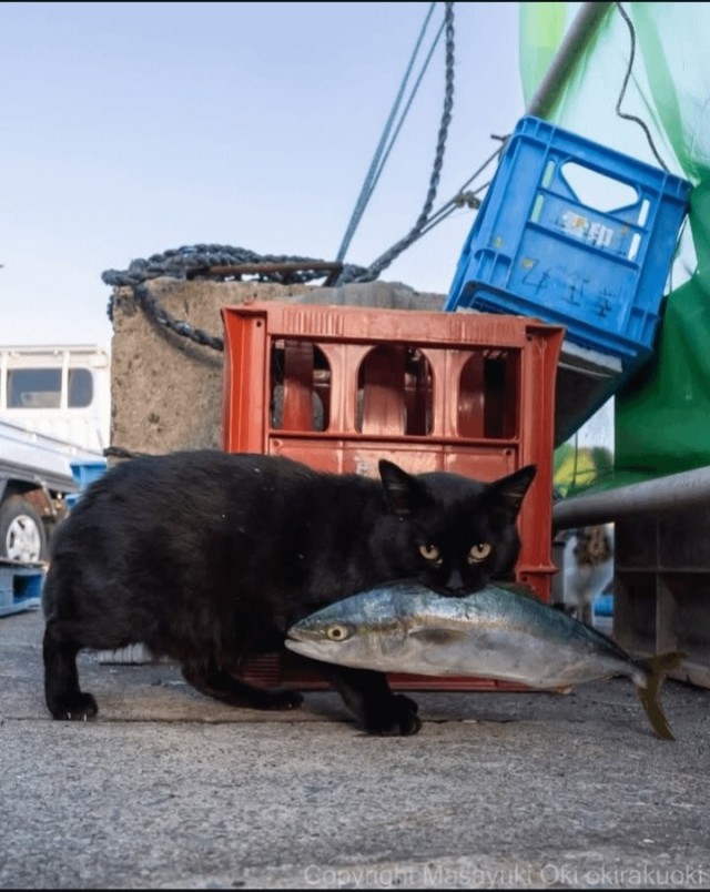 Котиков много не бывает))) отдохните от суетного мира