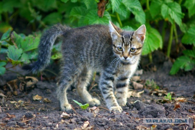 Котовторник 23.07.2013