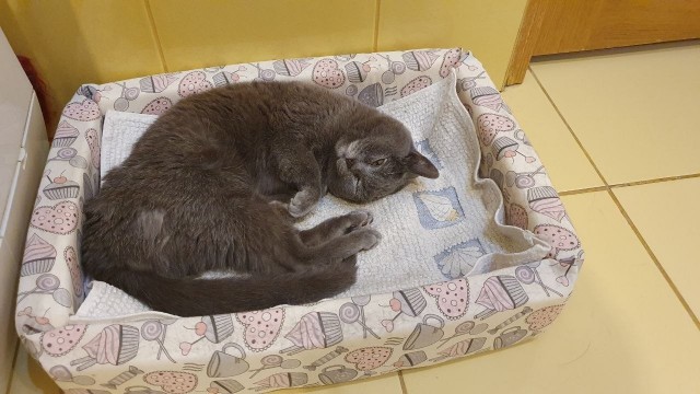 Кошка Яна 19 лет