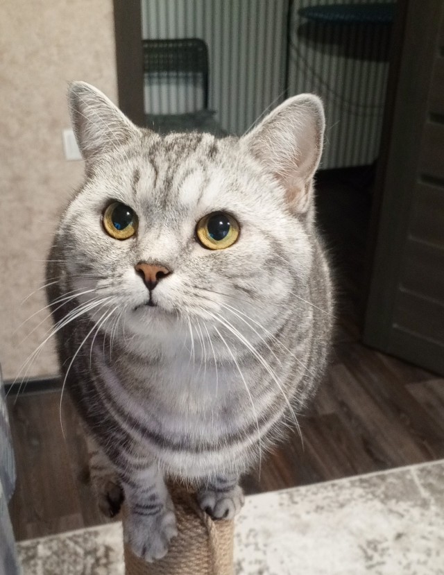 Котовторник