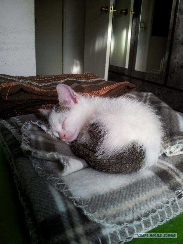 Котовторник 17.09.2013