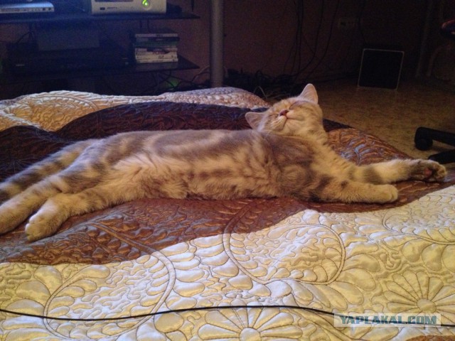 Котовторник 26.11.2013