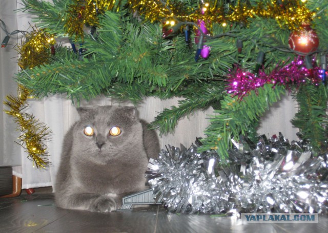 Котовторник   31.12.  2013