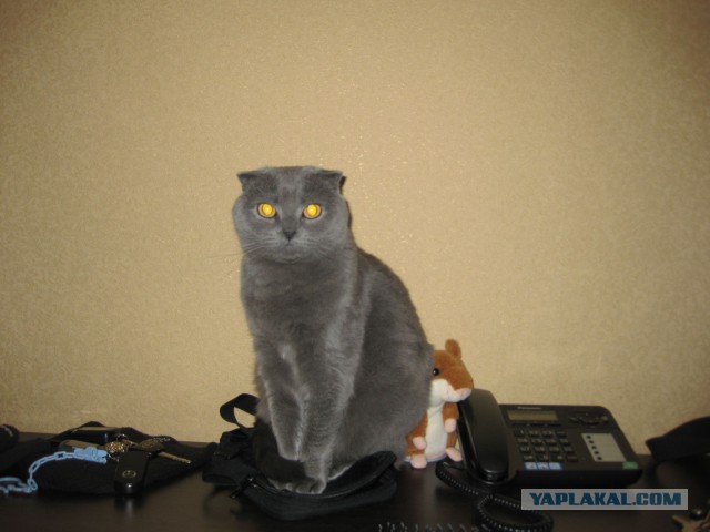 Котовторник  28.01.14