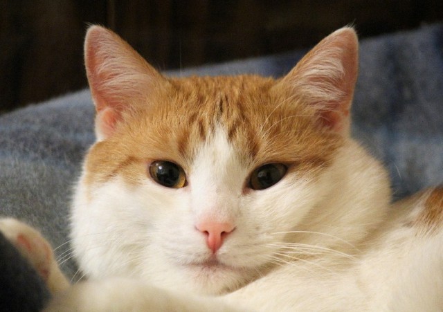 Котовторник 25.02.2014