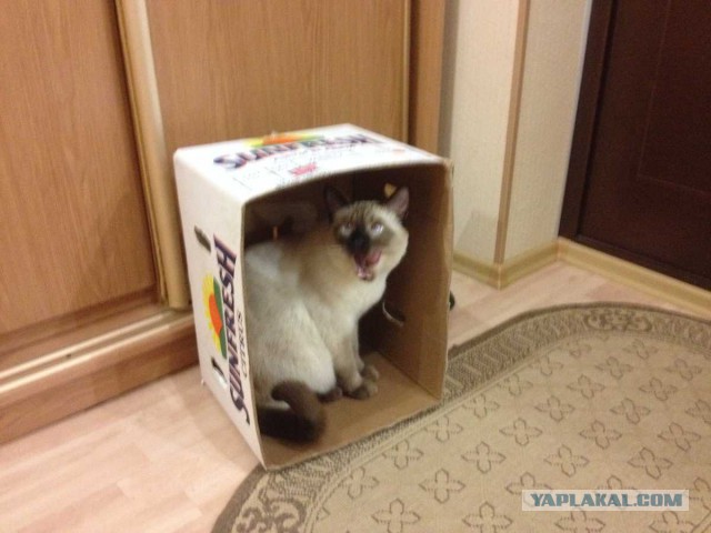 Котовторник 24.06.2014