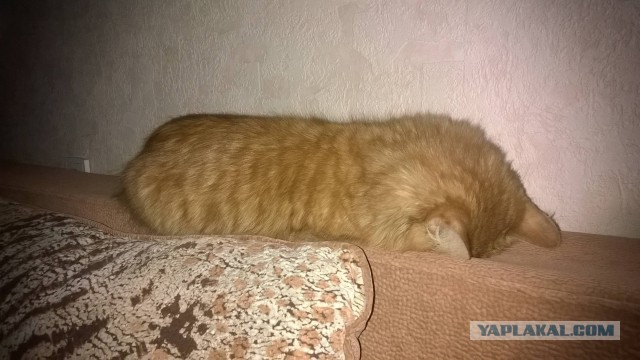 Котовторник 7.10.2014