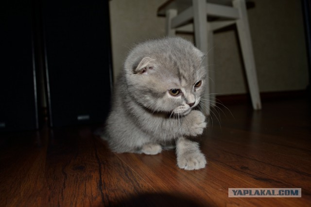 Котовторник 28.10.2014