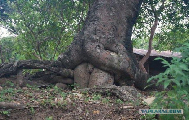 Раскоряка 18+