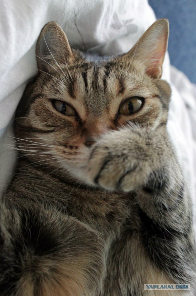Котовторник