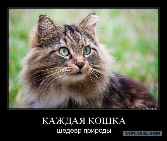 Выставка кошек WCF 4 апреля Тамбов