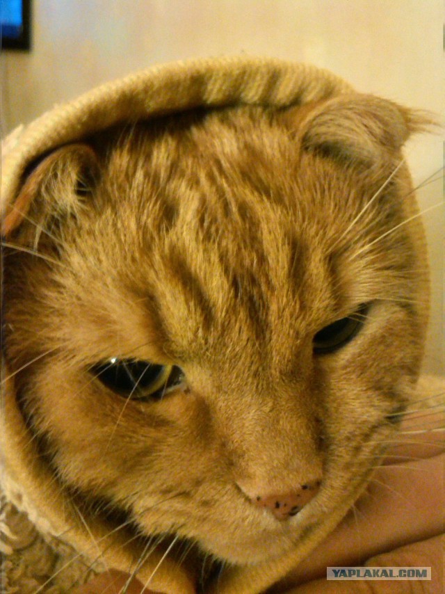 Котовторник 16.06.2015., Котовторник наступил!