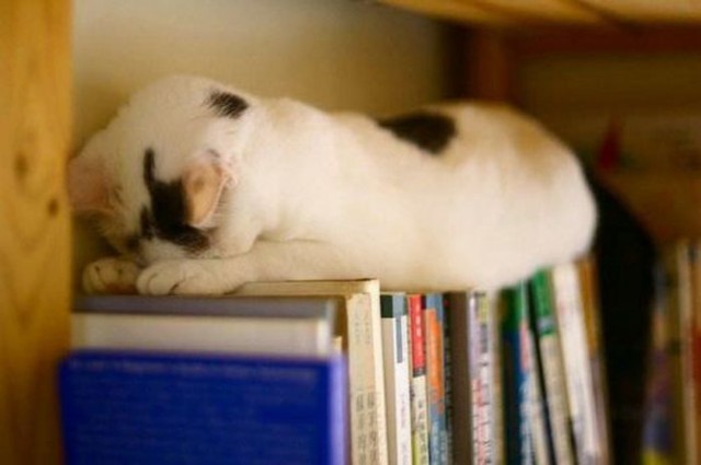 Котята тоже могут спать где угодно!