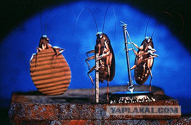 Вот такие таракашки живут в Выхинских подвалах