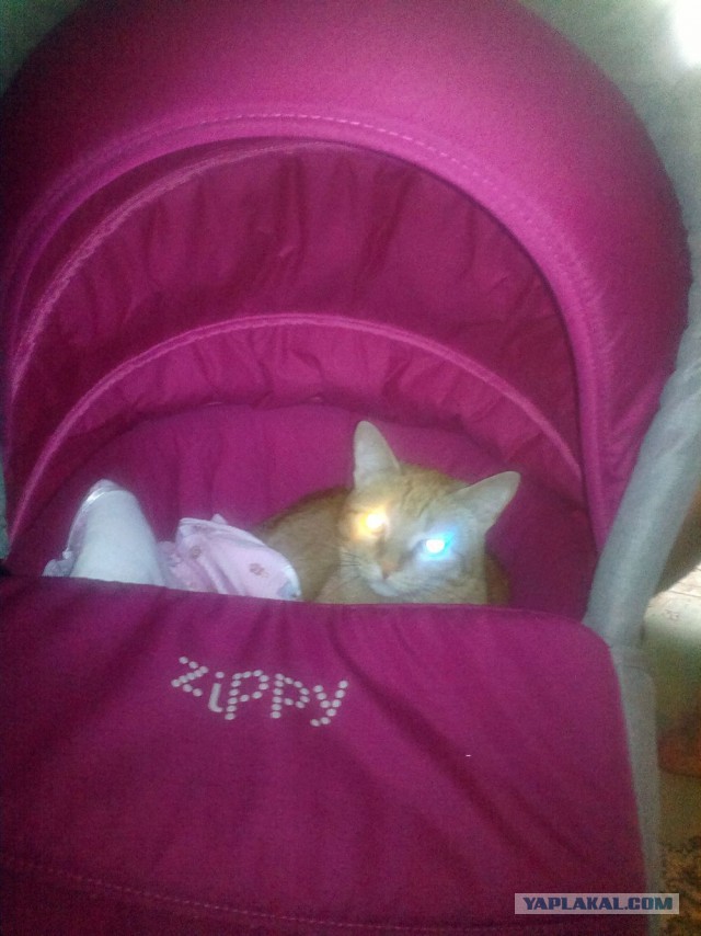 Котопост