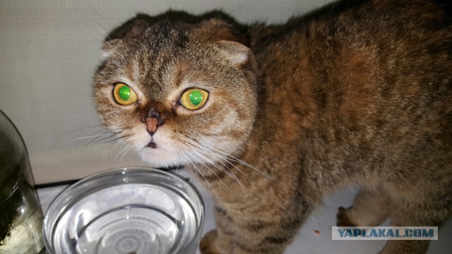 Котовторник