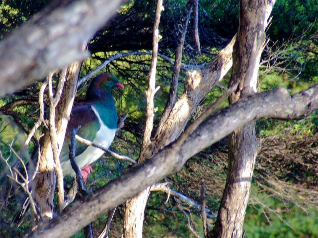 Great Barrier Island. Новая Зеландия.