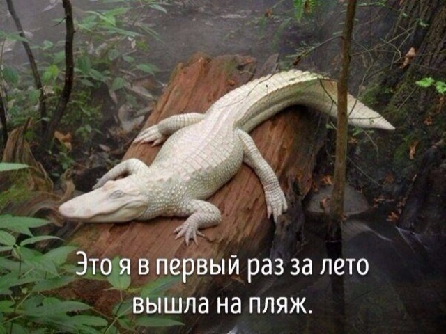Самые смешные животные