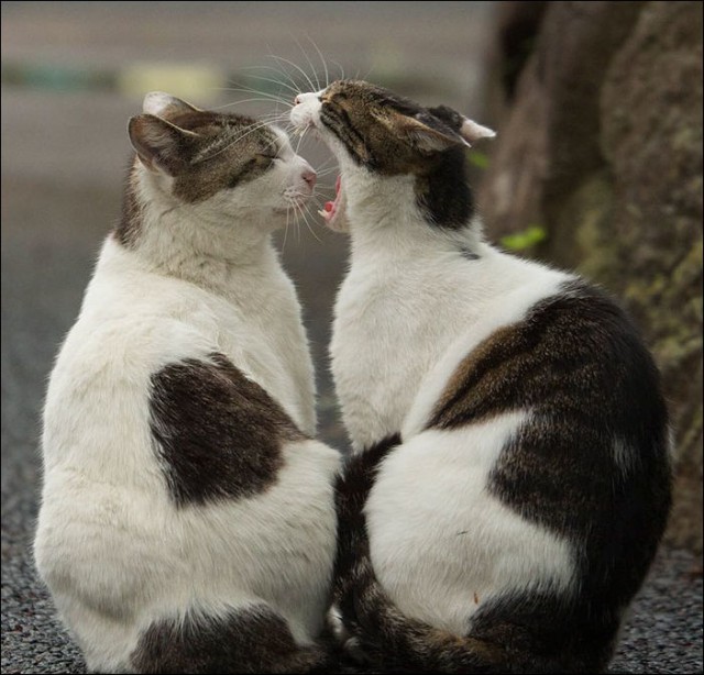 Коты и Кошки