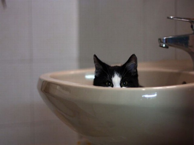 Коты и Кошки