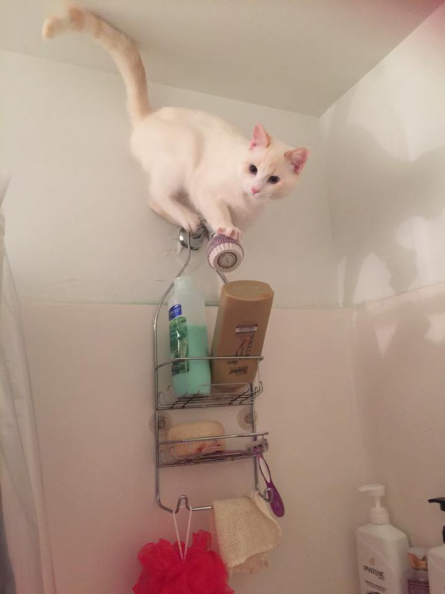 Коты и Кошки