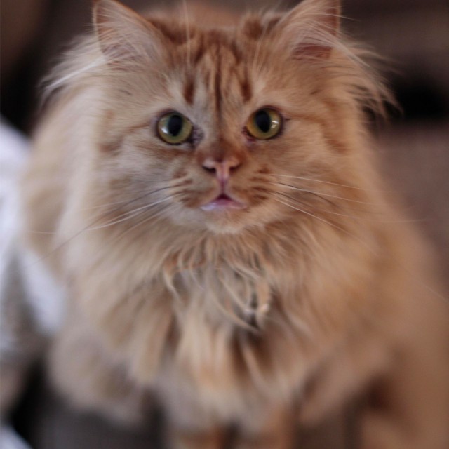Коты и Кошки