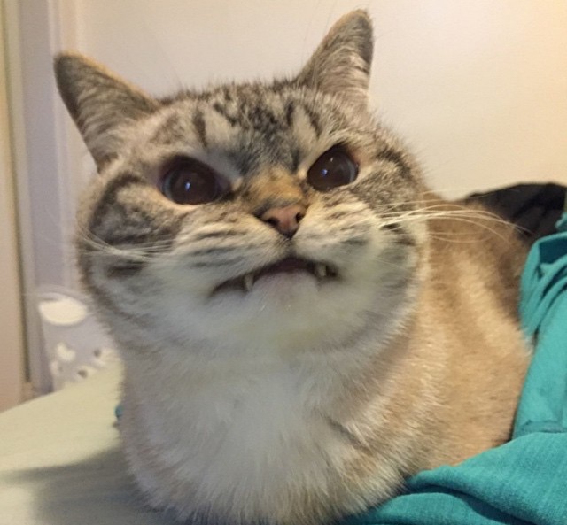 Коты и Кошки