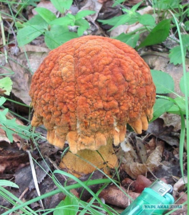 Про грибы (Слава Сэ)