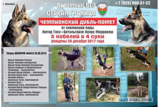 Щенки ВЕО (РКФ)