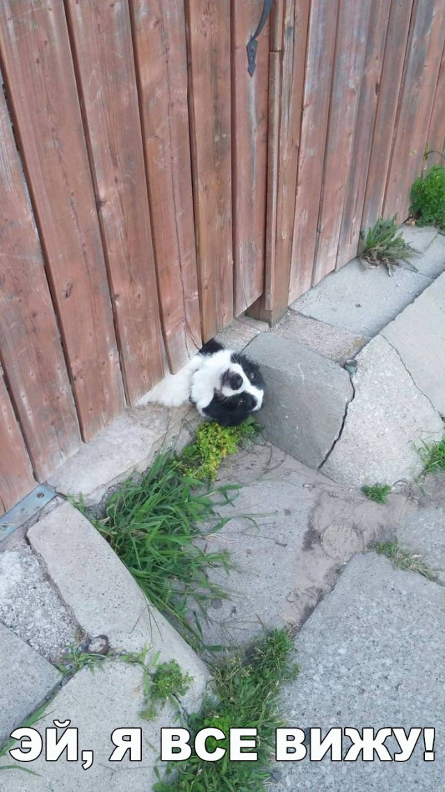 Живность из сети