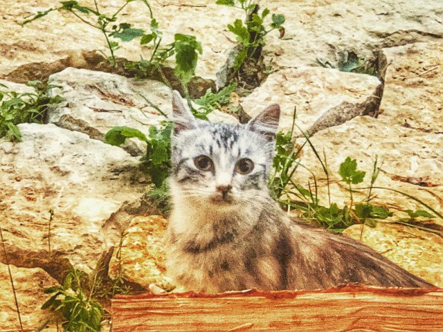 Котовторник 26.06.2018