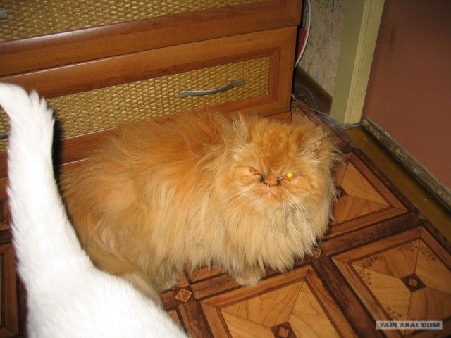 Котовторник на ЯПлакалъ 08.07.2008