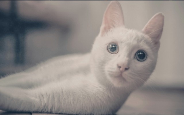 Немного милоты