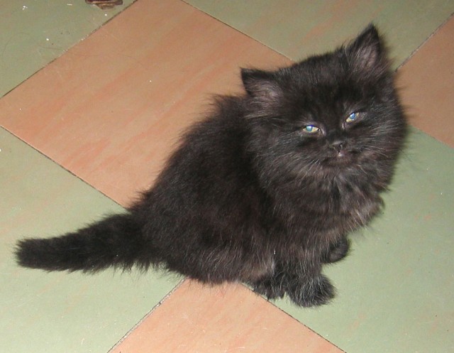 Котовторник