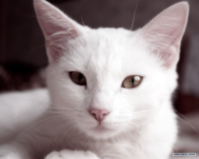 Котовторник на 24 августа