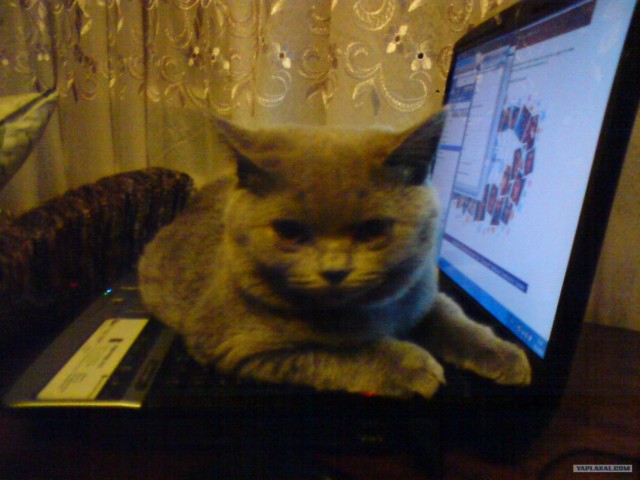 Как же можно про котовторник забыть?!