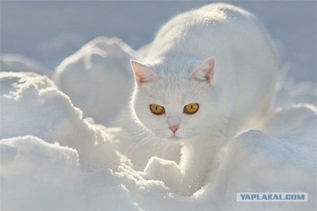 Котовторник 4.01.2011 - первый котовторник года