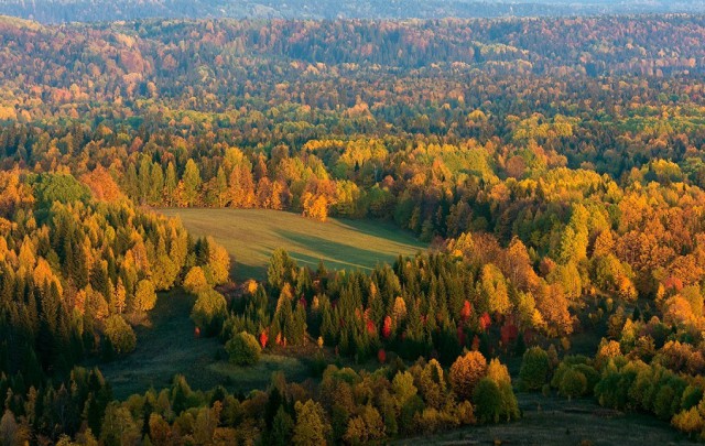 Осенняя тайга