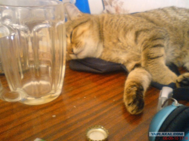 Котейкин вторник! Космический 12.04!