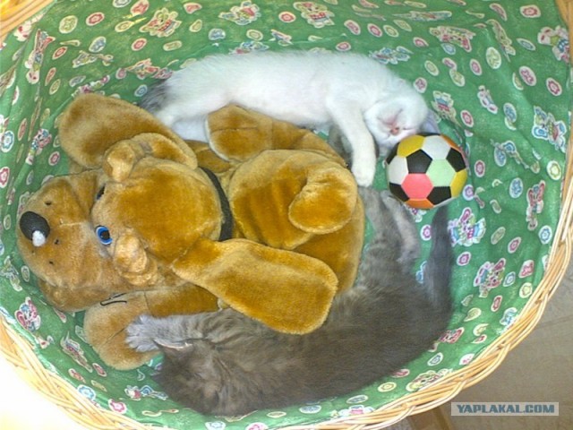 Эпический Котовторник!