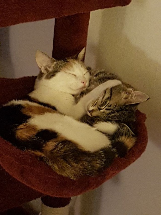 Прикольных котов пост