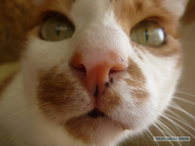 Котовторник 1.11.11