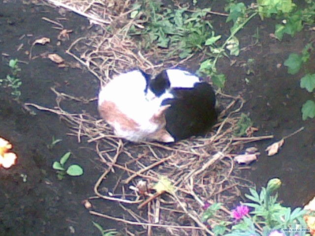 Котовторник 22.11.11
